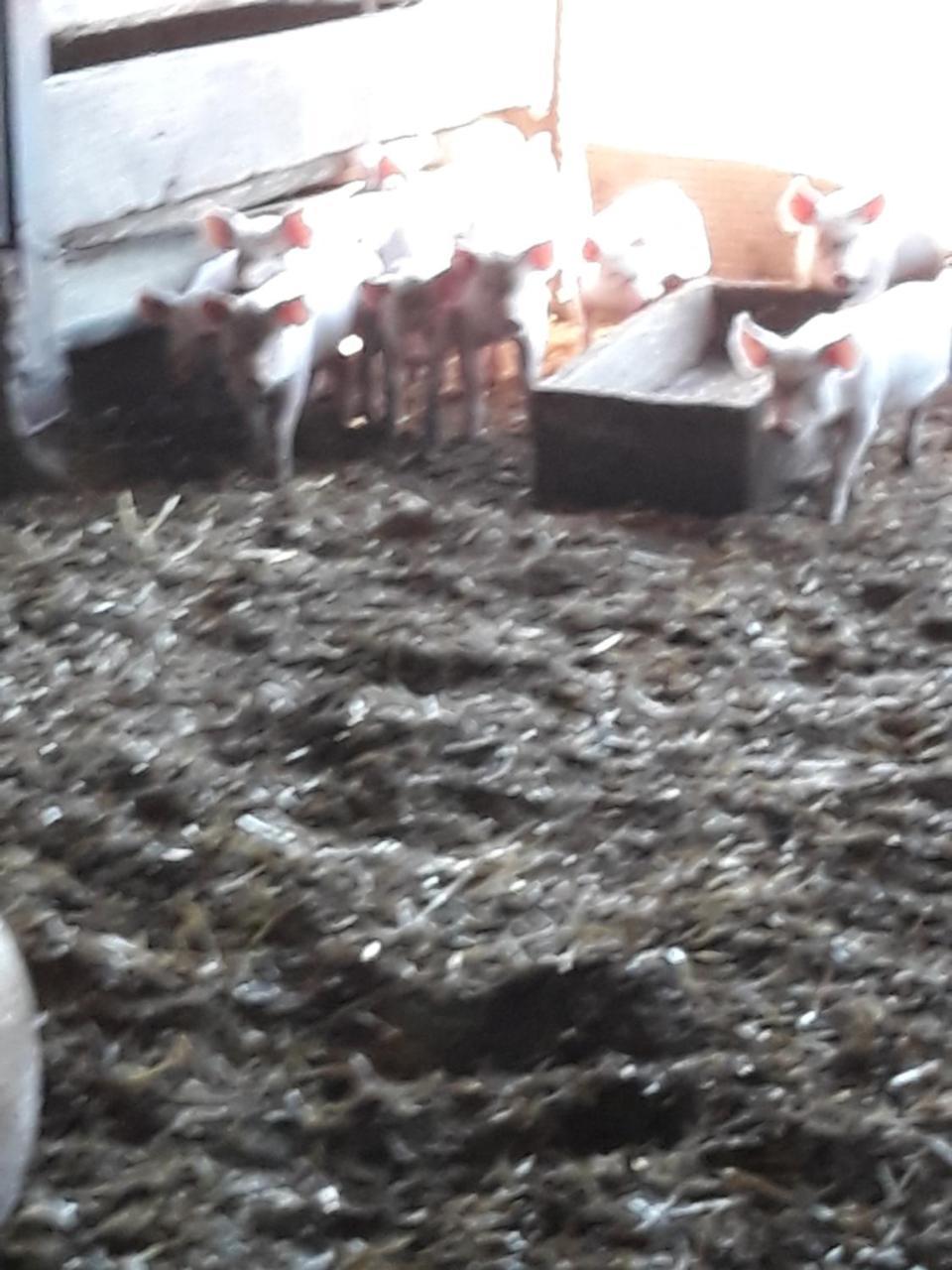 Carso Séjour à la ferme *